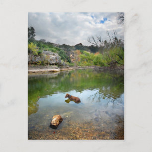 Dog zwemmen in Barton Creek - Austin Texas Briefkaart
