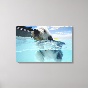 Dog zwemmen in een zwembad canvas afdruk