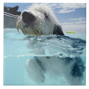 Dog zwemmen in een zwembad tegeltje