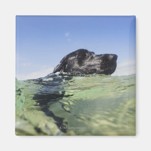 Dog zwemmen in water magneet (Voorkant)