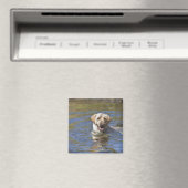 Dog-zwemmen Magneet (Insitu (Vaatwasser))