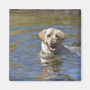 Dog-zwemmen Magneet