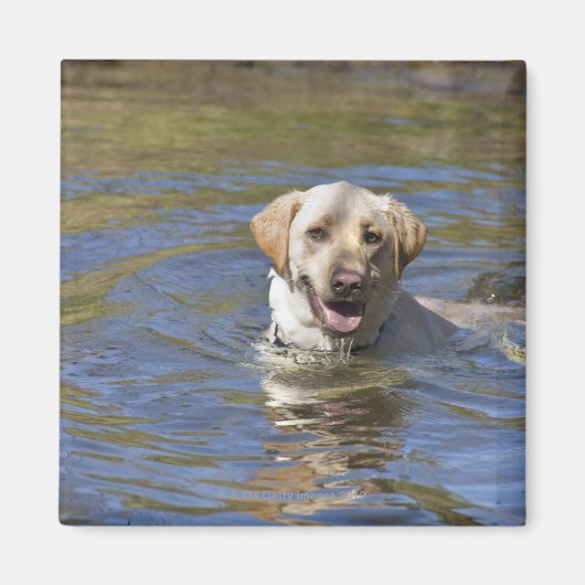 Dog-zwemmen Magneet (Voorkant)
