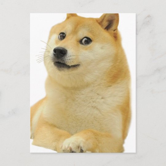 This is the cat version of doge face : r/dogecoin