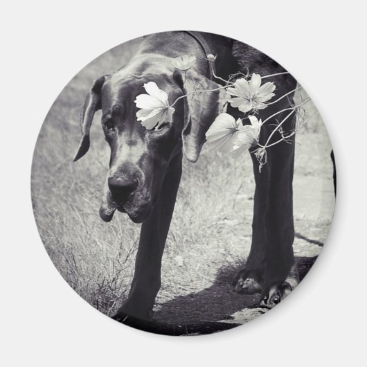 Dogge Balu Magneet (Voorkant)