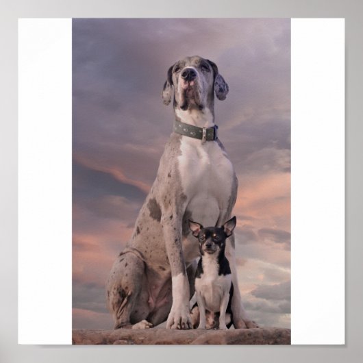 Dogge+Chihuahua Poster (Voorkant)
