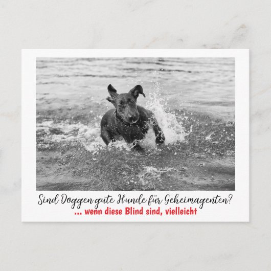 Dogge: der Hund für Geheimagenten  Briefkaart (Voorkant)