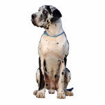 Dogge gefleckt Nestor Schnittfoto Staand Fotobeeldje<br><div class="desc">Great Dane Deutsche Dogge von Doggenhaus</div>