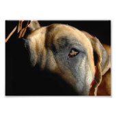 Doggenauge Foto Afdruk (Voorkant)