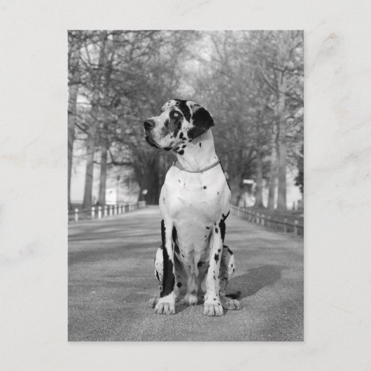 Doggenhaus Briefkaart (Voorkant)