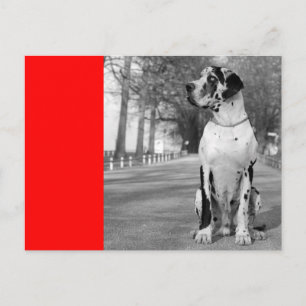 Doggenhaus Briefkaart
