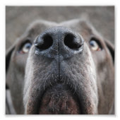 Doggennase Foto Afdruk (Voorkant)