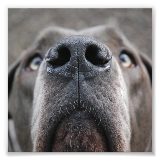 Doggennase Foto Afdruk (Voorkant)