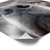 Doggennase Foto Afdruk (Hoek)