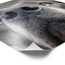 Doggennase Foto Afdruk