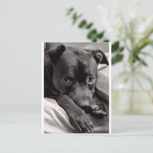 Doggie Briefkaart (Staand voorkant)