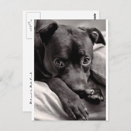 Doggie Briefkaart (Voorkant / Achterkant)