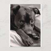 Doggie Briefkaart (Voorkant)