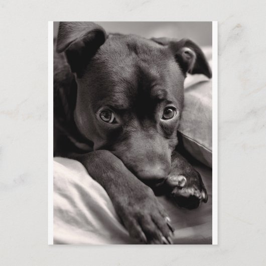 Doggie Briefkaart (Voorkant)