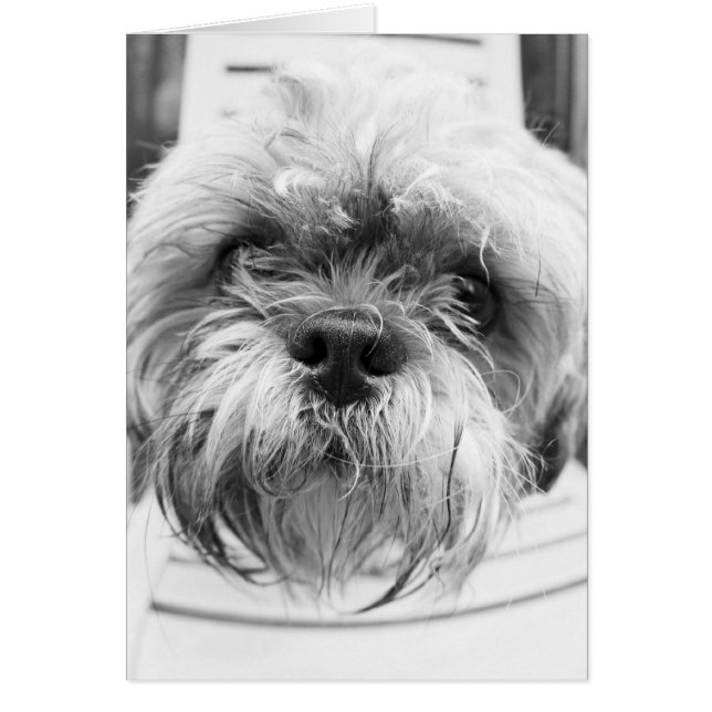 Doggie Card (Voorkant)