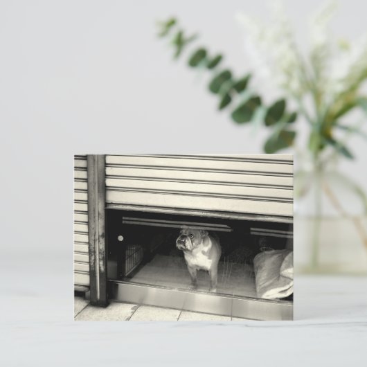 Doggie in het raam briefkaart (Staand voorkant)