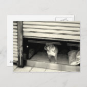 Doggie in het raam briefkaart (Voorkant / Achterkant)