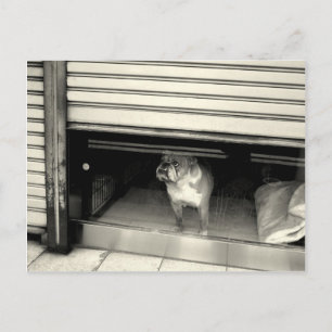 Doggie in het raam briefkaart