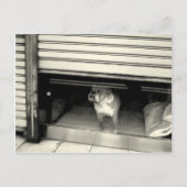 Doggie in het raam briefkaart (Voorkant)