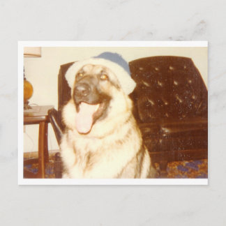 Doggie_Pet Briefkaart