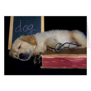 Doggie School