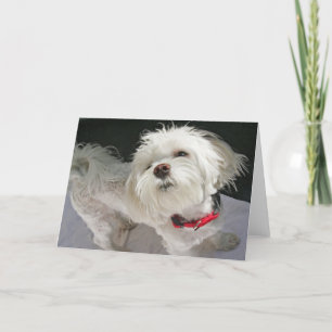 Doggie Wenskaart Kaart