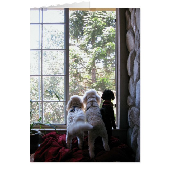 Doggies in het venster (Voorkant)