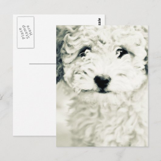 Doggy Briefkaart (Voorkant / Achterkant)