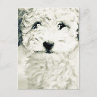 Doggy Briefkaart