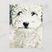 Doggy Briefkaart (Voorkant)