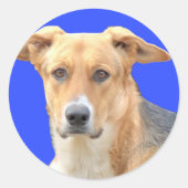 Doggy Face Stickers (Voorkant)