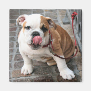 Doggy Kisses Magneet