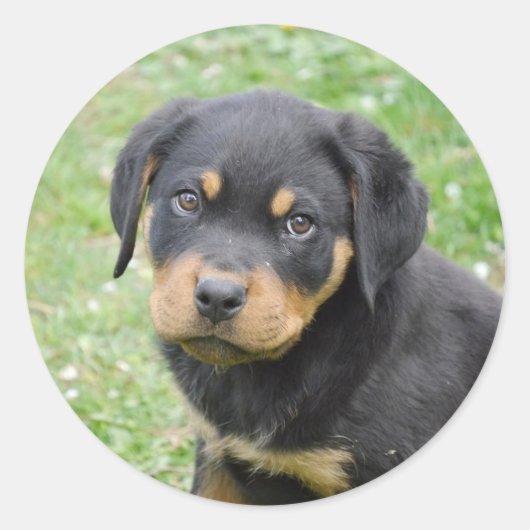 Doggy McDogface Rottweiler Puppy Ronde Sticker (Voorkant)