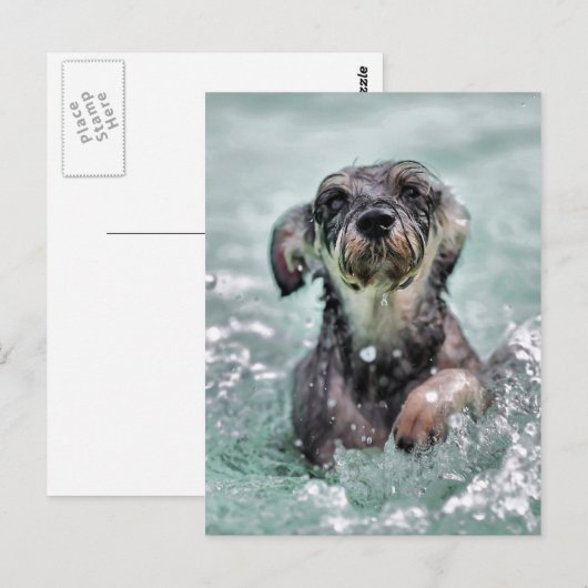 Doggy Paddle Briefkaart (Voorkant / Achterkant)