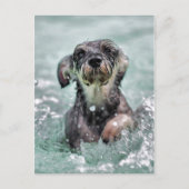 Doggy Paddle Briefkaart (Voorkant)