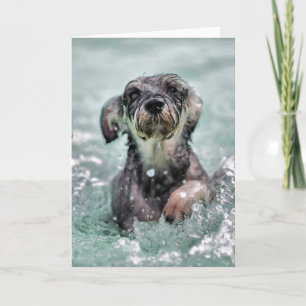 Doggy Paddle Cute Dog Swimming Kaart