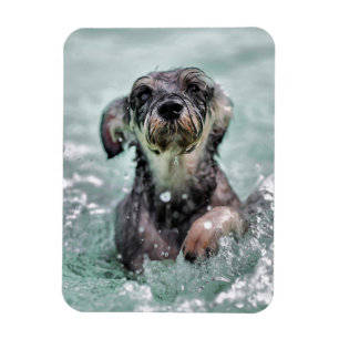 Doggy Paddle Cute Dog Swimming Magneet