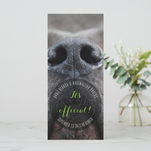 Dognose Rack Kaarten (Staand voorkant)