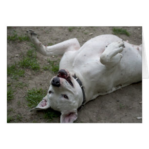 Dogo Argentino afspelen