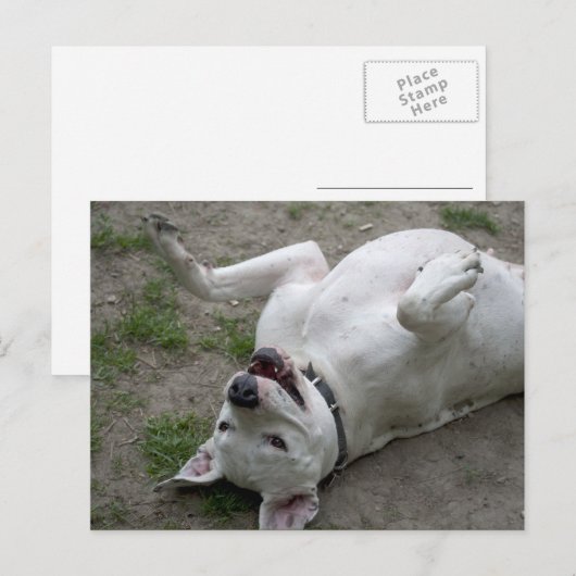 Dogo Argentino afspelen Briefkaart (Voorkant / Achterkant)