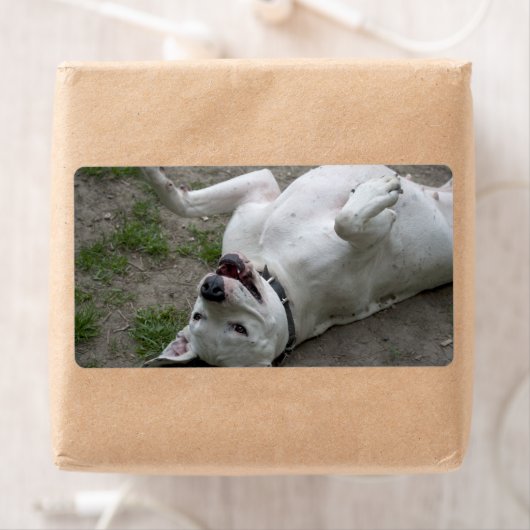 Dogo Argentino afspelen Etiket (Insitu)