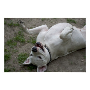 Dogo Argentino afspelen Poster