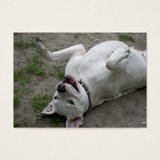Dogo Argentino afspelen Visitekaartjes (Voorkant)