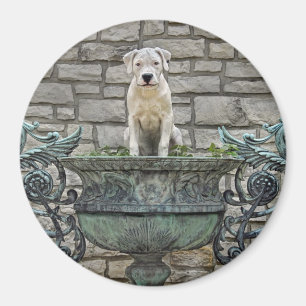 Dogo Argentino Puppy Royal Magneet