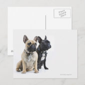 Dogopleiding en gehoorzaamheid briefkaart (Voorkant / Achterkant)